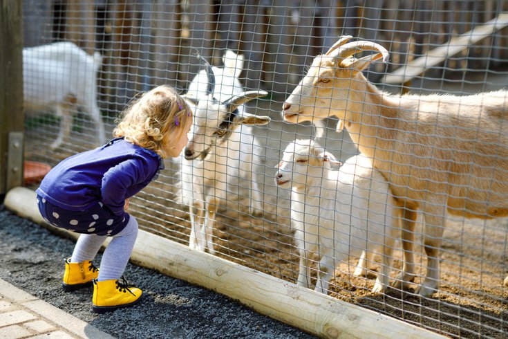 Petting Zoo illness