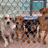 PSPCA dogs adoption fee