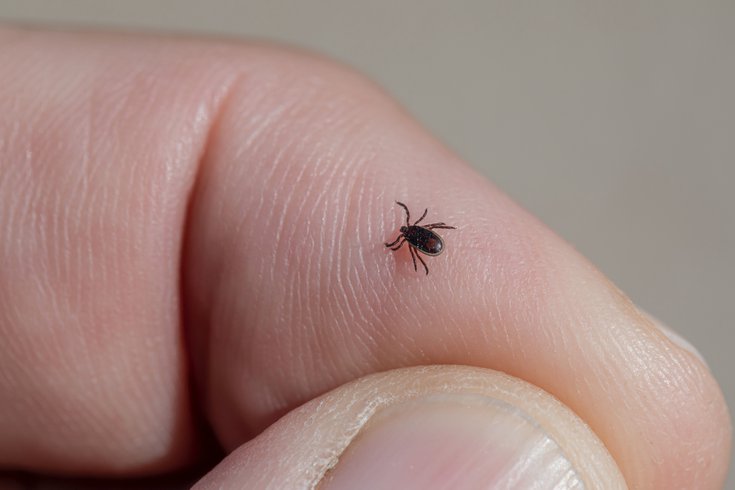 Tick AGS Meat Allergy