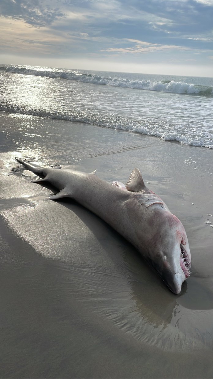 List of Sharks in New Jersey with Pictures