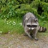Raccoon Rabies