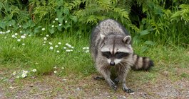Raccoon Rabies