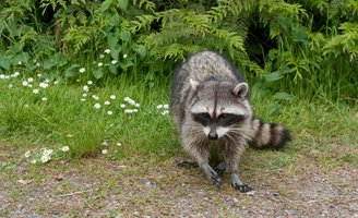 Raccoon Rabies