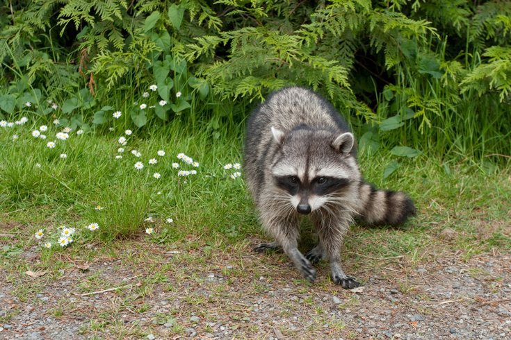 Raccoon Rabies