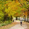 Carroll - Running in autumn