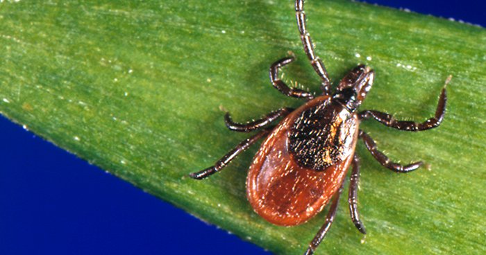 Powassan virus: Pennsylvania boy, 3, develops brain infection from rare tick-borne disease - Vimarsana News