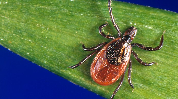 Powassan Virus Pennsylvania Boy