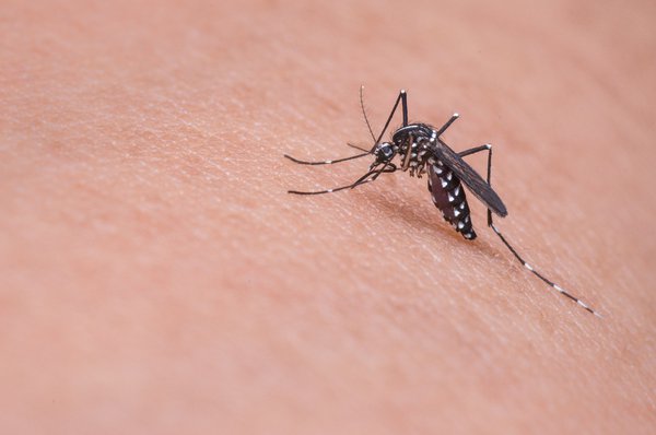 West Nile Virus cases