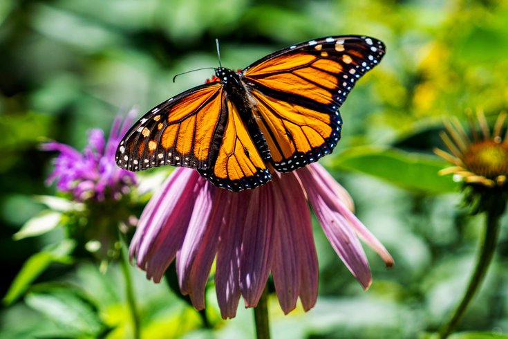 Monarch Butterfly festivals
