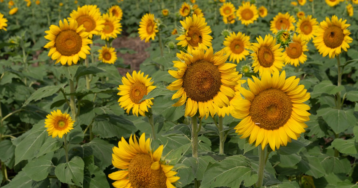 Here are sunflower farms in Pennsylvania, New Jersey to visit this fall