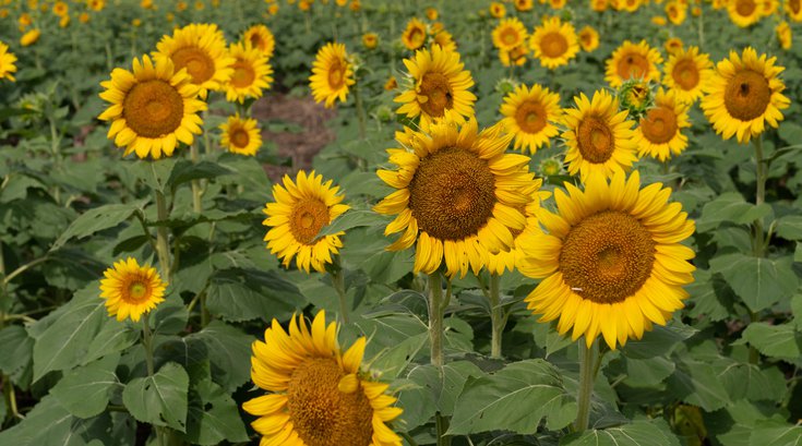 sunflower farms NJ pennsylvania