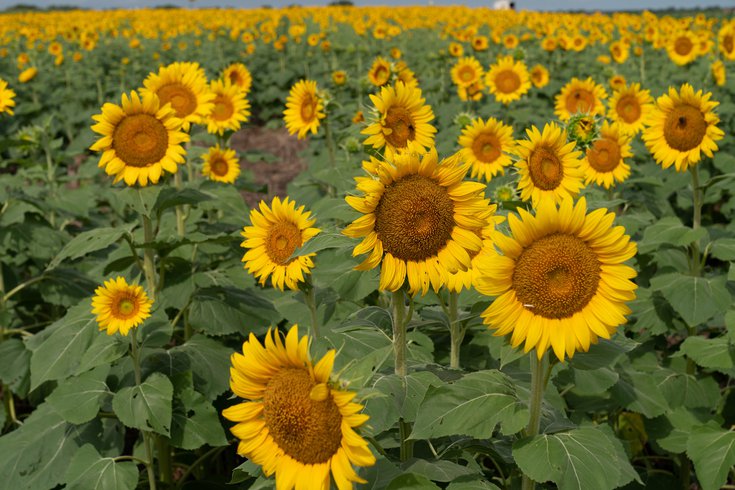 sunflower farms NJ pennsylvania