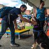 dog day manayunk