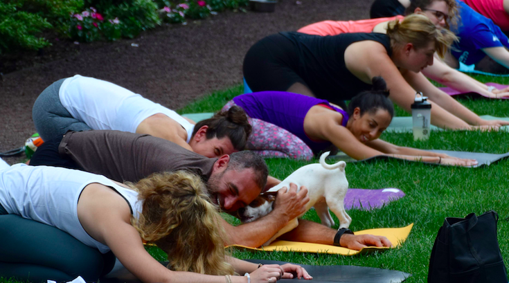 yoga with puppies