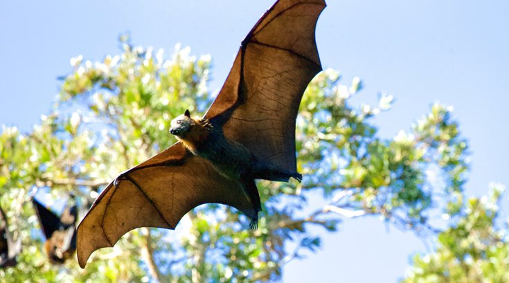 The Woodlands Bat Night