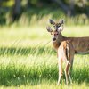 Deer test positive for COVID-19 antibodies