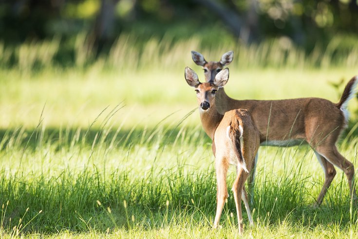 Deer test positive for COVID-19 antibodies