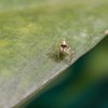 Jumping Spider dream research
