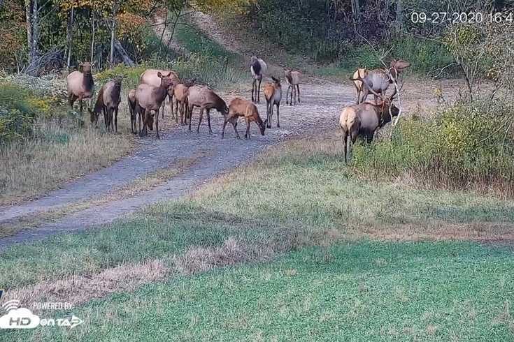 Elk Cam Pennsylvania