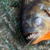 Delco piranha