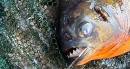 Delco piranha