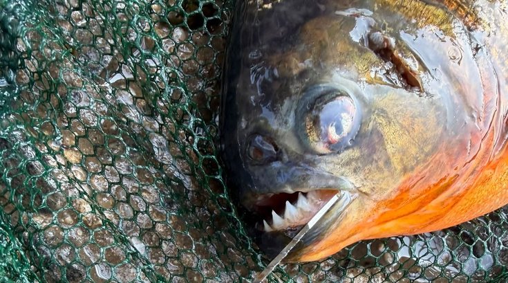 Delco piranha