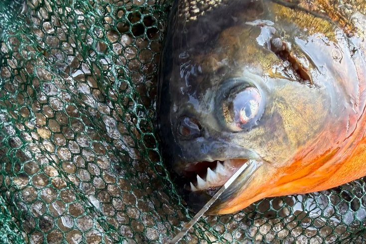 Delco piranha