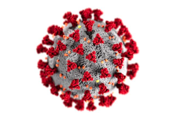 NIAID coronavirus strain
