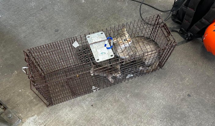 A gray and white cat and two kittens sit in a cage on the concrete floor.