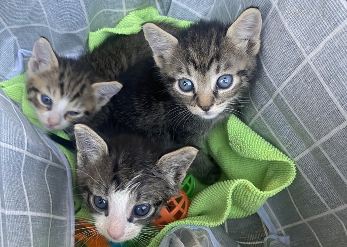 Three gray and white kittens with blue eyes resting against a green towel and gray checkered cloth