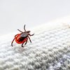Deer Tick Allergy