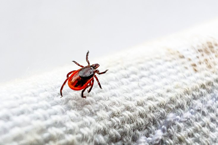 Deer Tick Allergy