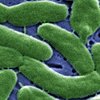 Flesh Eating Bacteria