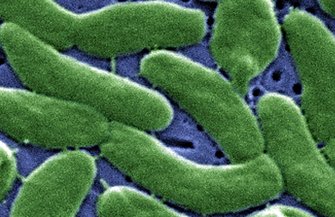 Flesh Eating Bacteria