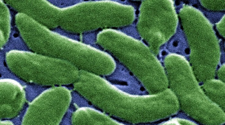 Flesh Eating Bacteria