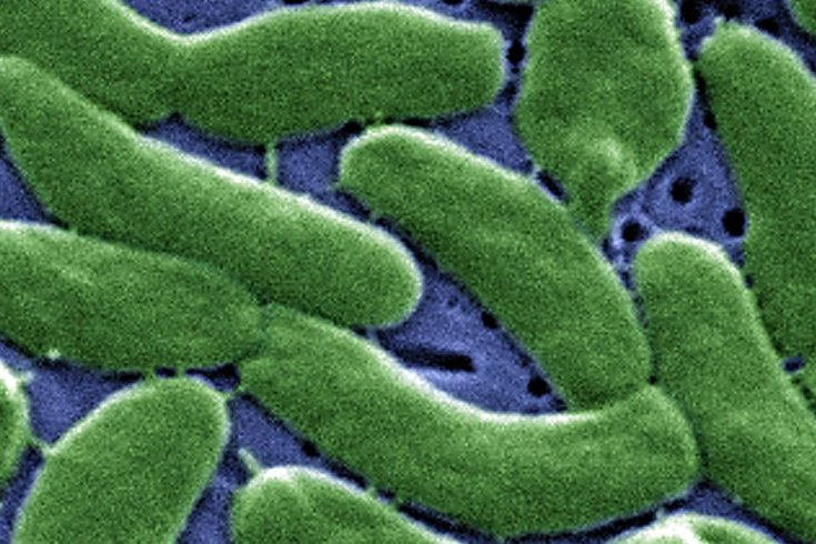 Flesh Eating Bacteria