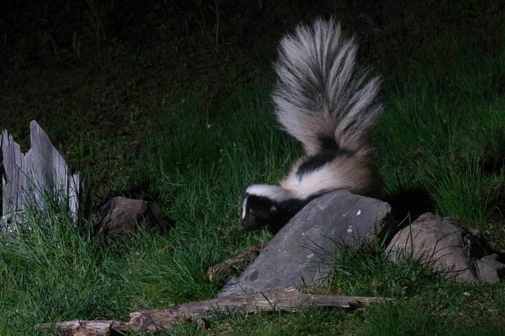 Rabid skunk