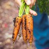 Carrots Organic 08202019