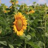 sunflower fields NJ pennsylvania