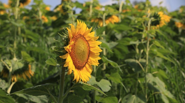 sunflower fields NJ pennsylvania