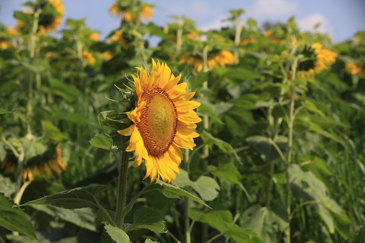 sunflower fields NJ pennsylvania