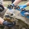 Galapagos tortoise babies