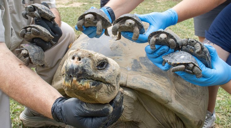 Galapagos tortoise babies