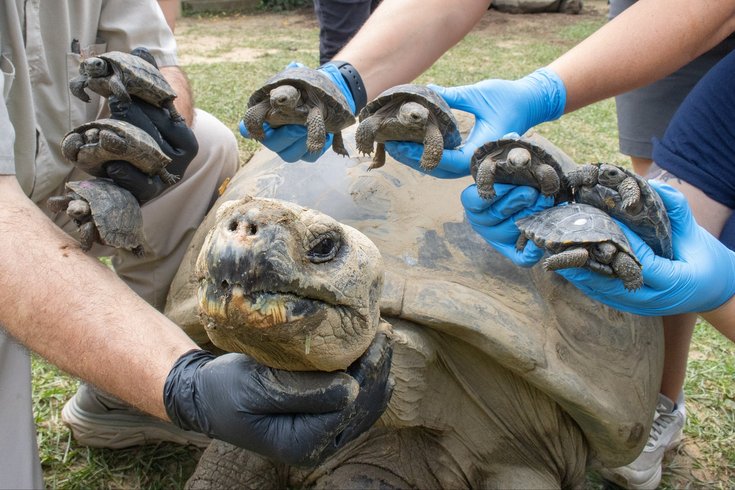 Galapagos tortoise babies