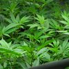 Cannabis Use Disorder