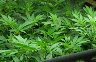 Cannabis Use Disorder