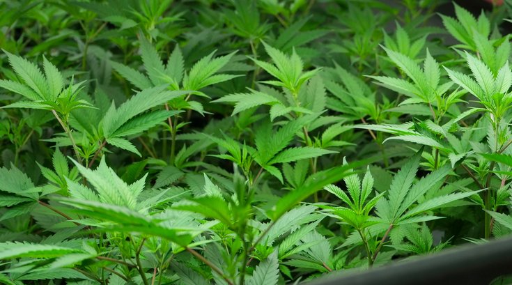 Cannabis Use Disorder