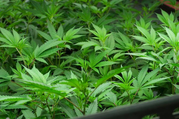 Cannabis Use Disorder