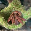 janie groeling hermit crabs