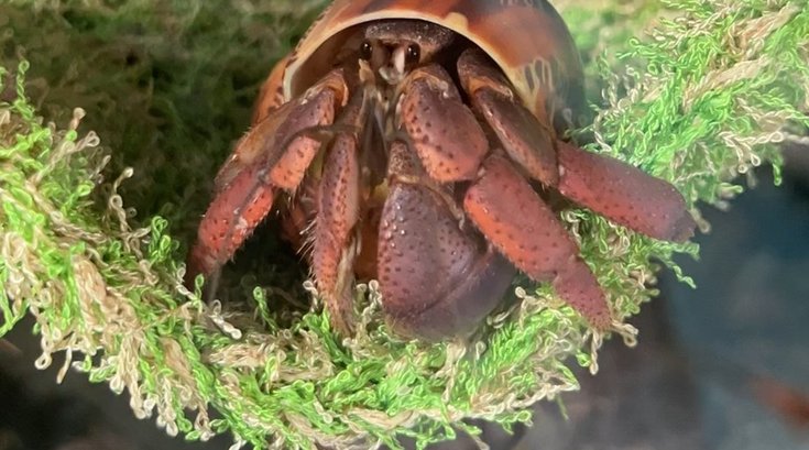 janie groeling hermit crabs